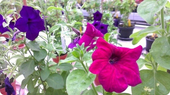 1Public outreach with the color-changing Petunia