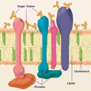 biological significance of lipids