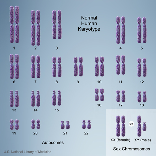 Human cells normally contain 23 pairs of chromosomes, for a total of 46 chromosomes in each cell.