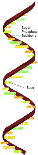 Ribonucleic acid (RNA) has the bases adenine (A), cytosine (C), guanine (G), and uracil (U).
