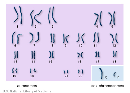 The 22 autosomes are numbered by size. The other two chromosomes, X and Y, are the sex chromosomes. This picture of the human chromosomes lined up in pairs is called a karyotype. Image Credit: U.S. National Library of Medicine
