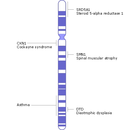 Chromosone 5 contains approximately 1700 genes and approximately 180 million base pairs, of which over 95% have been determined. Image Credit: NI