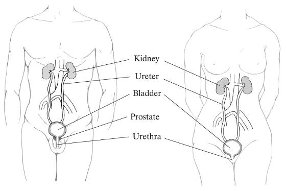 Drawing of male and female urinary tracts with the kidney, ureter,