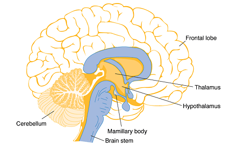 Brain regions