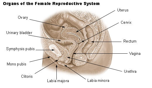 External and Internal View of the Female Breast Anatomy – Medical