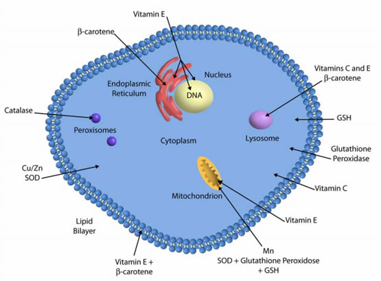 III. Selenium's Impact on Oxidative Stress and Free Radical Damage