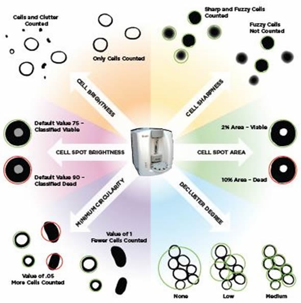 Schematic of the image analysis process.