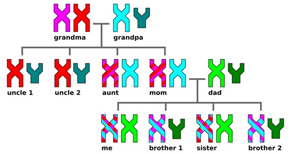 xy chromosome