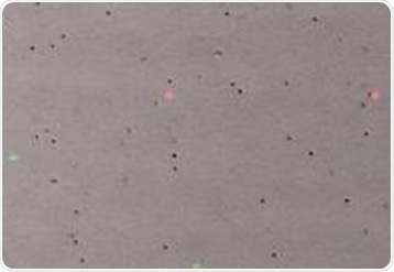 Counting mouse peripheral blood mononuclear cells with Luna-FL and the AO/PI kit.