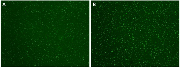 The fluorescence signal enhancer 1 decreases the background fluorescence level and increases the fluorescence intensity of yeast cell.