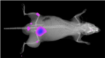 In Vivo Xtreme Optical and X-ray Small Animal imaging System