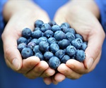 Antioxidant-rich blueberry, persimmon waste powders may have beneficial effects on gut microbiota