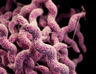 Stopping a pervasive bacterium that makes millions sick each year