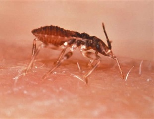 Better understanding of hybrid parasite strains could improve Chagas disease diagnosis