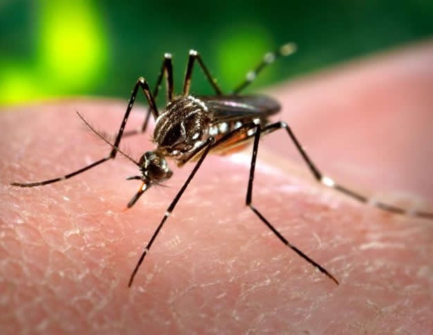 Pesquisas mostram que infecções maternas por dengue têm efeitos deletérios nos resultados do parto