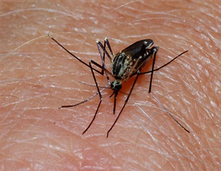 USF technology identifies locations of mosquitoes and helps eradicate malaria