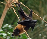 NIH launches clinical trial evaluating an experimental vaccine to prevent Nipah virus infection