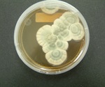 Synthetic biologists re-engineer yeast cells to manufacture antibiotic penicillin