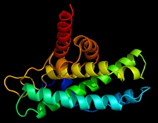 Researchers elucidate first 3D structure of regulator protein complex