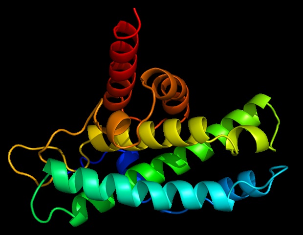 Nouvelles connaissances sur le mécanisme moléculaire de la dégradation des protéines