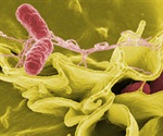 First high-throughput analysis of Salmonella Typhi gene