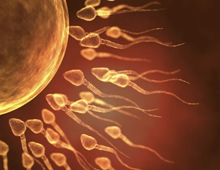 DNA must be enormously compressed in sperm cells, study says