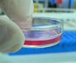 New bioprinting process uses ultrashort peptides to print hydrogel scaffolds