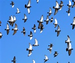 13,000 plus wild birds in Alaska tested, no bird flu found
