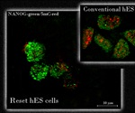 Human stem cells can be reset to their native undifferentiated state
