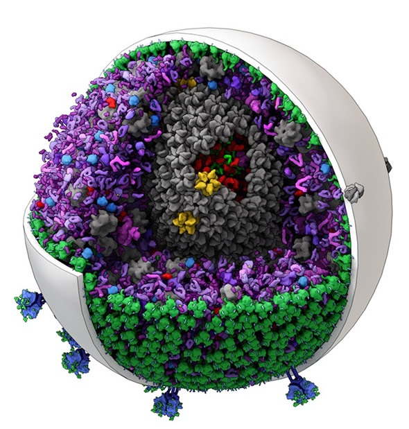 The new software can generate editable models of mid-size biological structures such as this one of HIV. (Image created by Graham Johnson and Ludovic Autin of The Scripps Research Institute.)