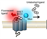 Using CLARIOstar and PHERAstar FS to Monitor Ligand Binding to GPCRs in Live Cells with NanoBRET Assay