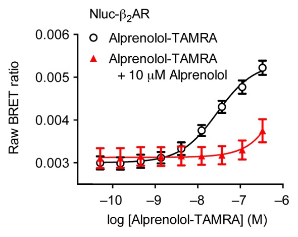 Saturation binding experiment using HEK293 cells expressing Nluc-ß2AR with increasing concentrations of alprenolol-TAMRA (black) and with increasing concentrations of alprenolol-TAMRA in the presence of a high concentration of unlabelled alprenolol (red). Data previously published in Stoddart et al.