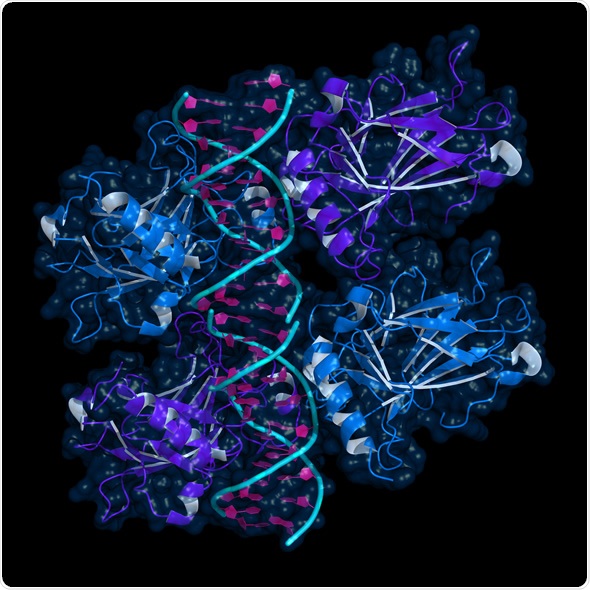 Ribbon model of p53 protein bound to DNA molecule. p53 (aka tumor protein 53) is a transcription factor whose inactivation can trigger the onset of cancer.