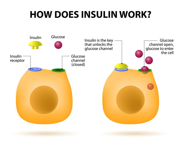 How does insulin work?