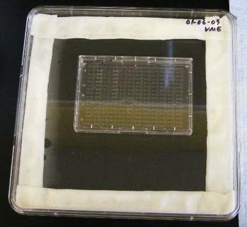 iuvo™ Chemotaxis Assay Plate from Thermo Scientific