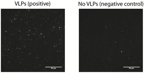 A representative microscopy image of surface bound vesicles (left image) on a bilayer incubated with 12.5 pM VLPs and on a negative control (right image) performed in the absence of VLPs.