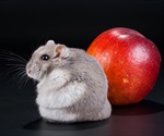 Skipping meals linked to abdominal weight gain and diabetes risk in mice