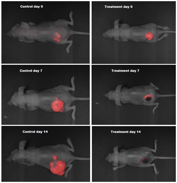 RFP orthotopic tumors in nude mice imaged over a period of two weeks using Analytik-Jena iBox® Scientia small animal imaging system.