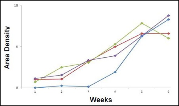 Graphical representation of area density of tumor lesions over time of the implanted mouse population. All four mice show increase in tumor burden over time (weeks along the x-axis) as measured by light density (pixels squared X 103 along the y-axis). Each point represents a single lesion measurement or pooled area density of multiple lesions.