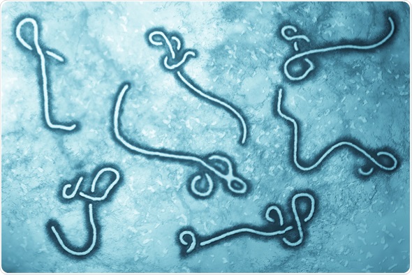 Microscopic view of Ebola Virus, Copyright: Nixx Photography, Image ID: 210066871 via Shutterstock.com