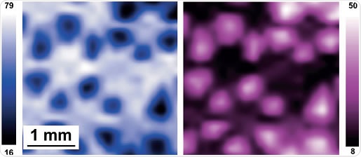 Quantified chemical state images from the wound dressing. The image on the left shows the distribution of C-C bonds and the image on the right shows the distribution of the C-O bonds. The intensity scale is calibrated in atomic percent.