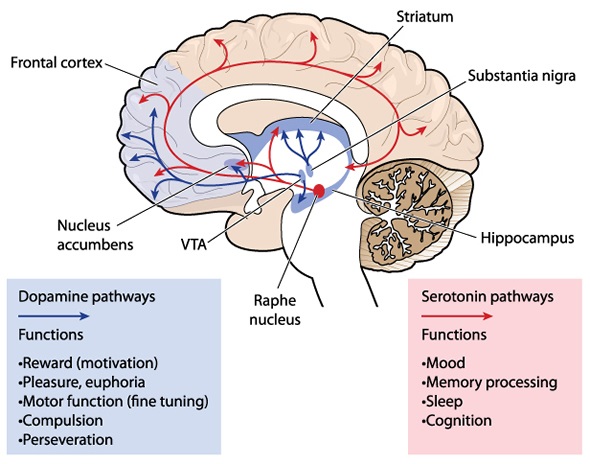 Cross section through the brain showing the dopamine and serotonin pathways affection mood, memory, sleep, pleasure, reward and compulsive behaviour.
