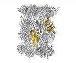 TUM scientists uncover molecular mechanisms of inhibitors that can selectively thwart immunoproteasome