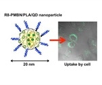 Researchers explore how polymeric nanoparticles can be used to transport quantum dots into cells
