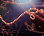 Ebola mutation increased infectivity