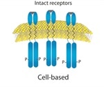 Using NTA to Study Aggregation Behavior of Liposome-Protein Complexes