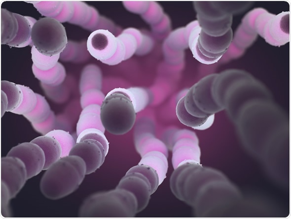 3D illustration. Streptococcus pneumoniae, or pneumococcus, is a gram-positive bacteria responsible for many types of pneumococcal infections. Image Copyright: ktsdesign / Shutterstock