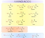 Function of Amino Acids