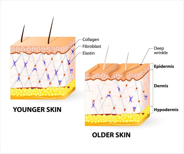 Thickness in this layer varies by different skin types and