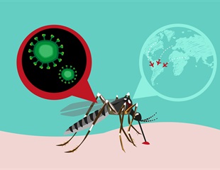 New research helps to better understand the risks associated with prenatal Zika virus infections